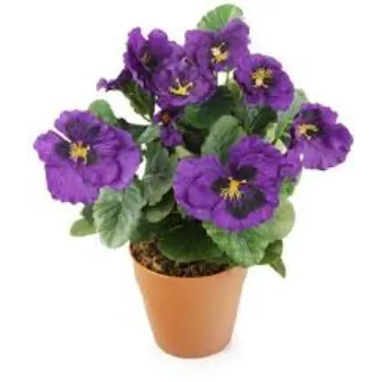 Modern Pansy Plant 8a-pansy plant-1899467-20418.webp